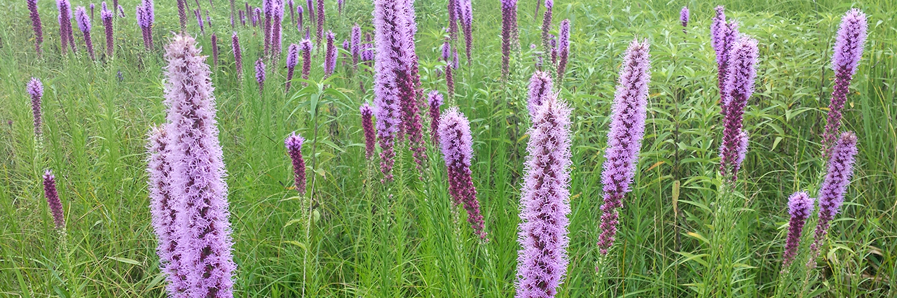 Blazing Star